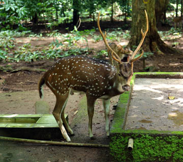 resort in thenmala